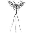 Click here to access Ephemeroptera