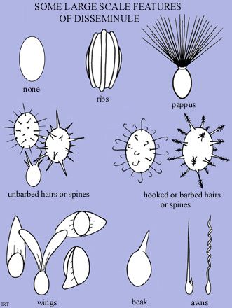 Some large scale features of Disseminule