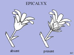 Epicalyx