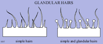 Glandular Hairs