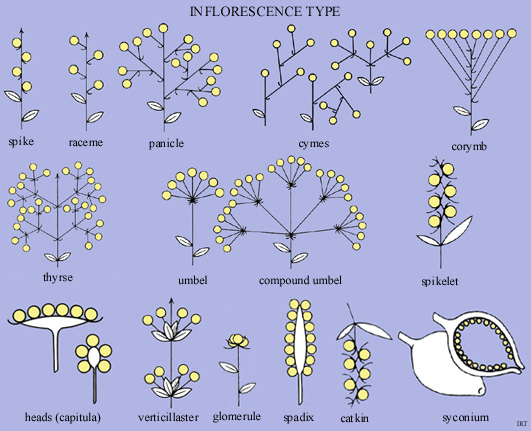 Inflorescence type