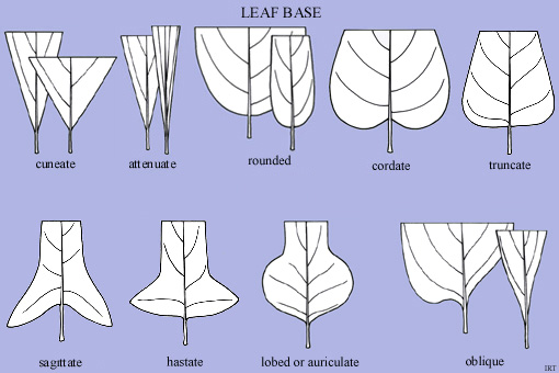 cordate leaf shape