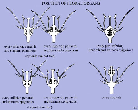 Position of Floral Organs