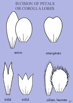 Incision of Petals or Corolla Lobes