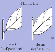 Petiole