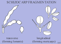 Schizocarp Fragmentation