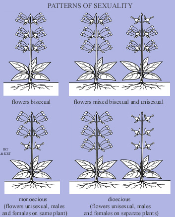 Patterns of Sexuality